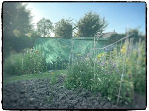 The veg garden at dawn